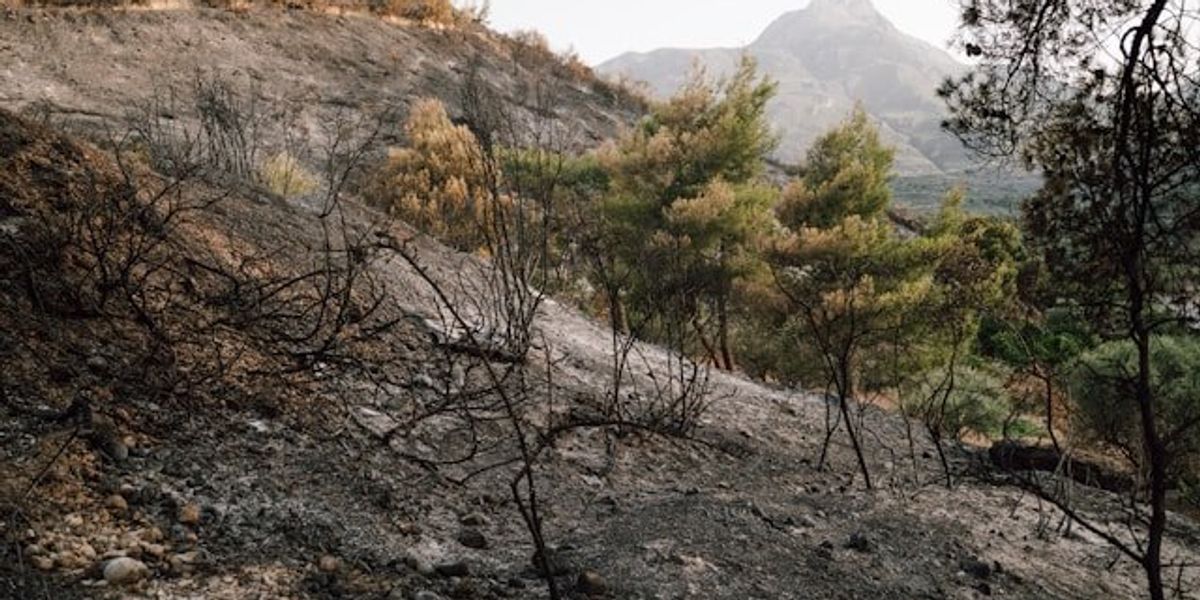 Burned hillside with mountains in the background