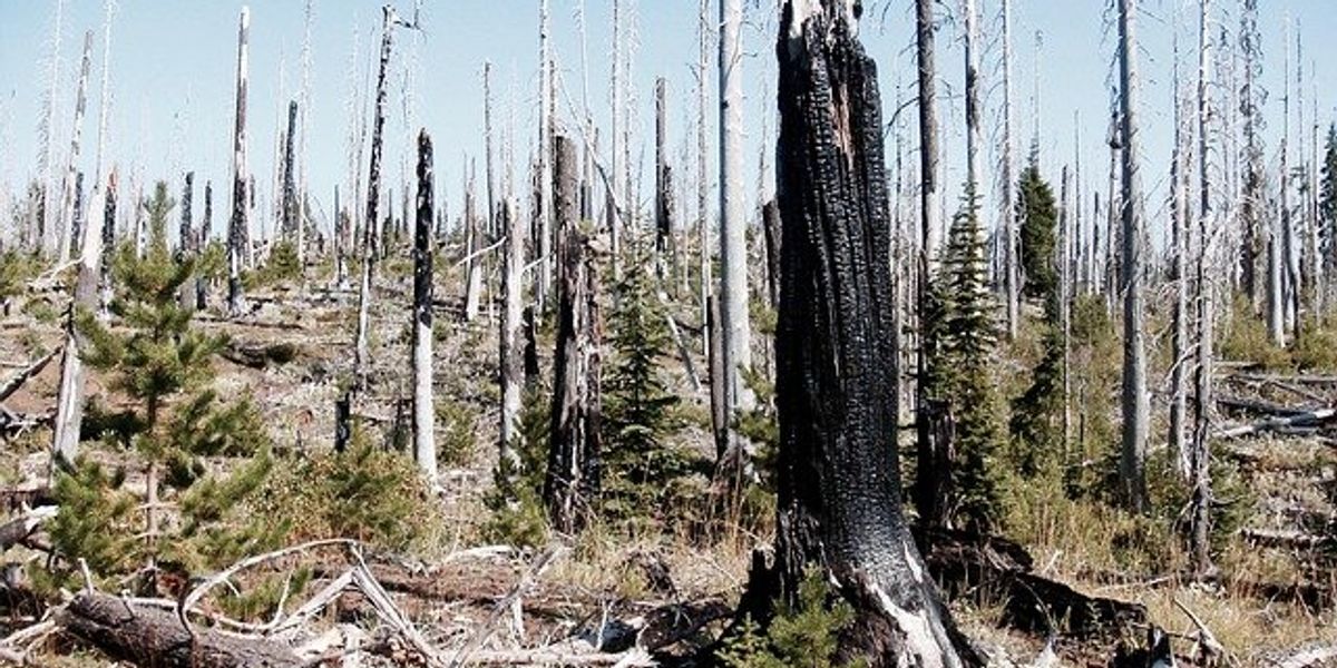 Burned tree trunks and stumps on a fire-ravaged hillside with young evergreens popping up alongside them.