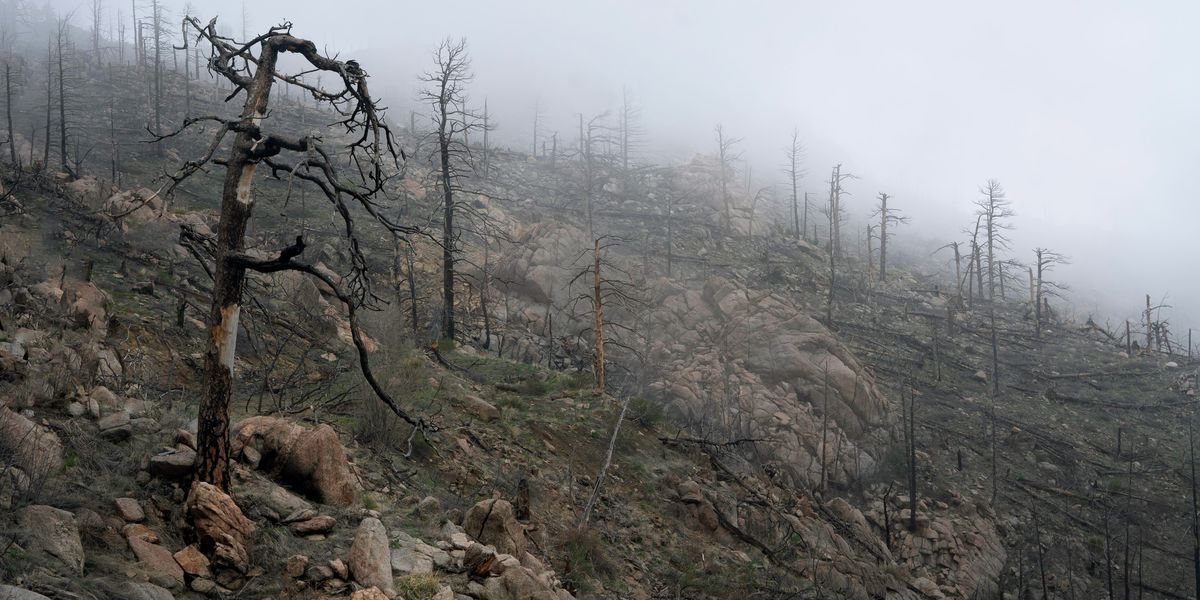 burned trees on mountainside in fog