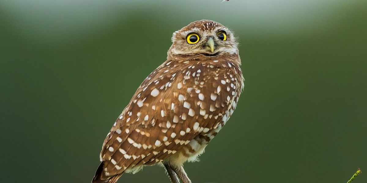 Burrowing owl on perch.