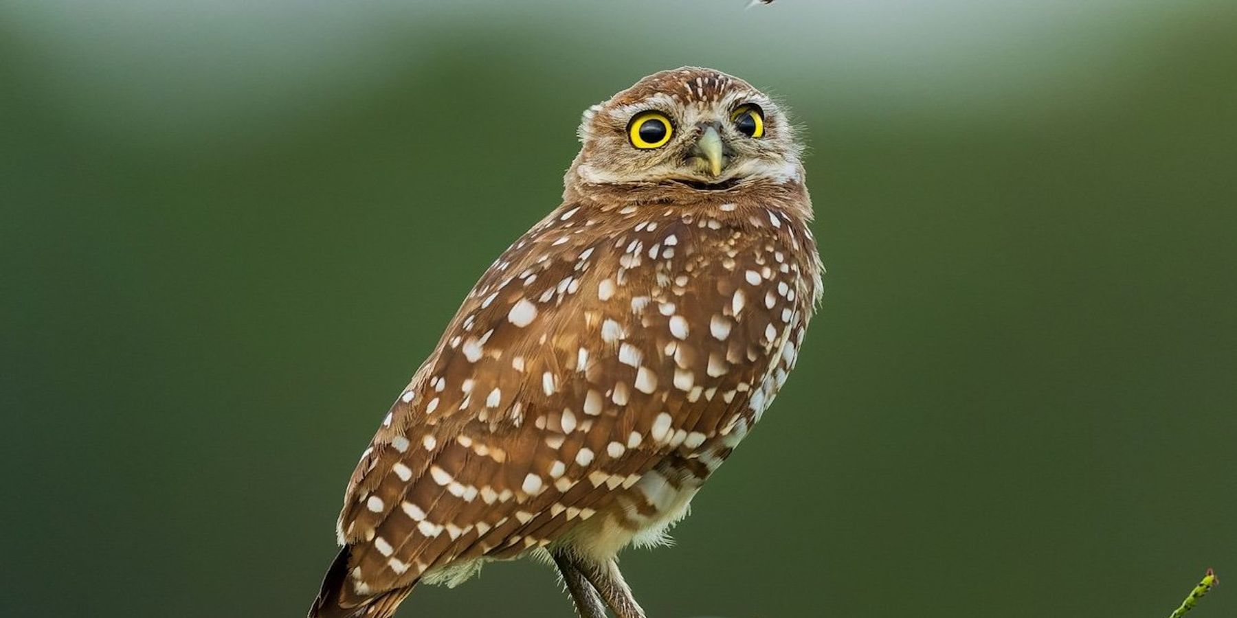 Burrowing owl on perch.