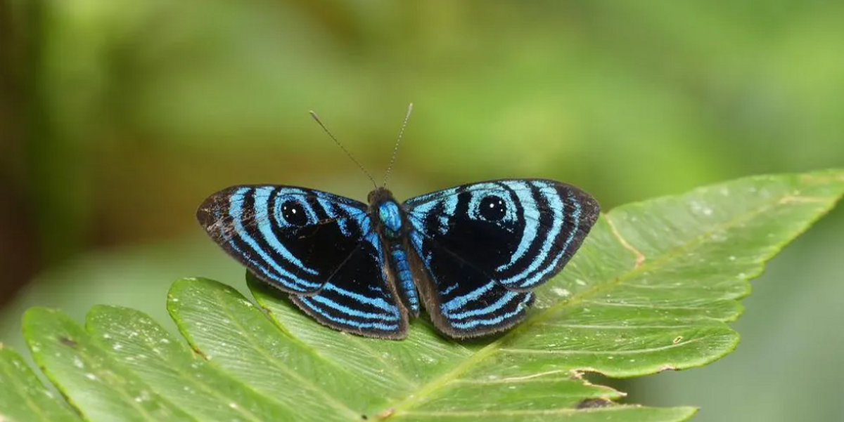 butterfly