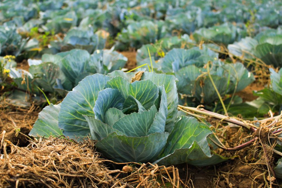 The 20 farming families who use more water from the Colorado River than some western states