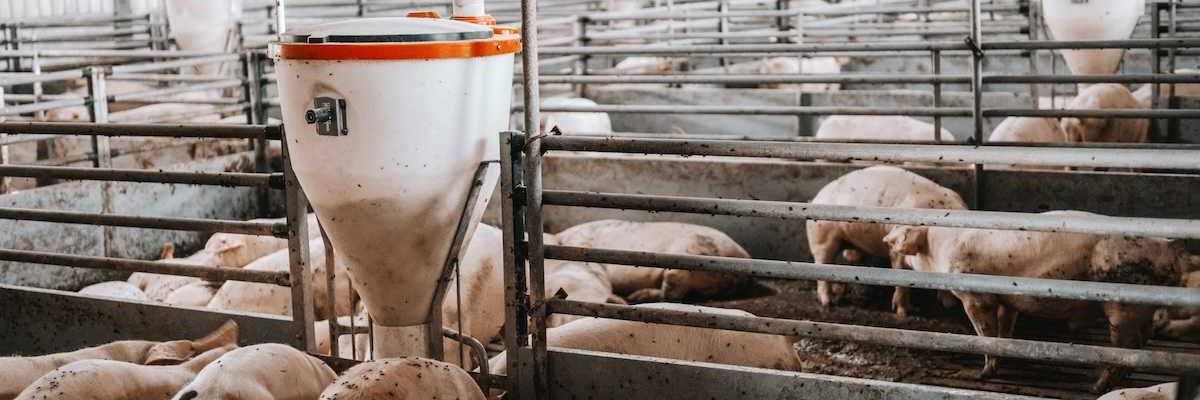 CAFO pigs confined in a factory farm