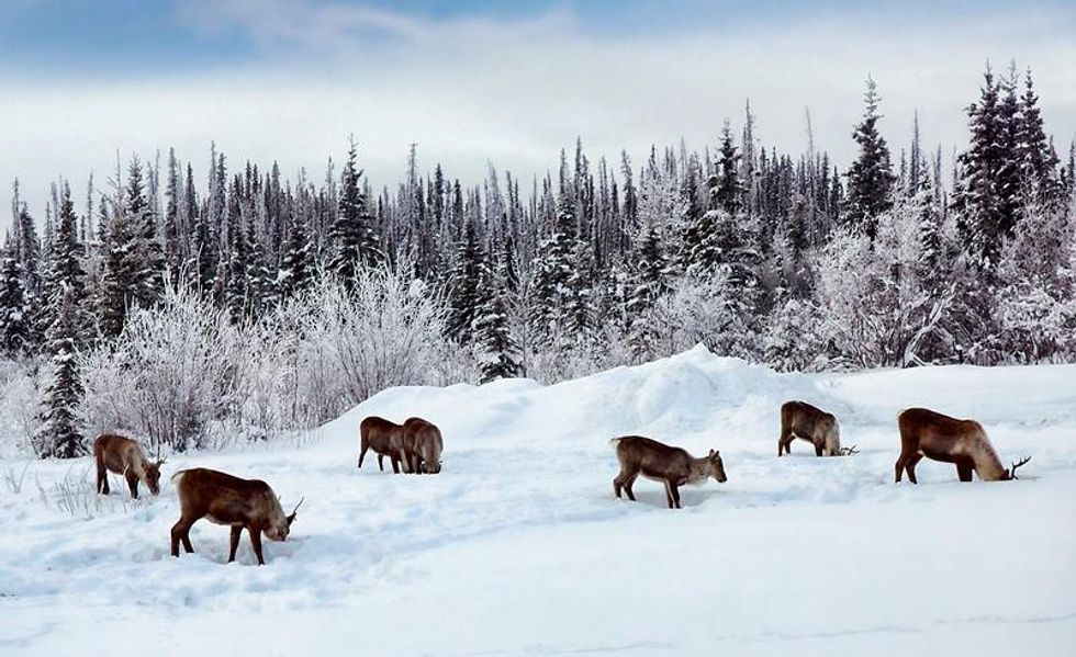 ‘Death by a thousand clearcuts’: Canada’s deep-snow caribou are vanishing