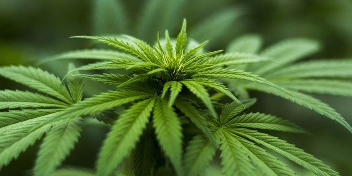 cannabis plant