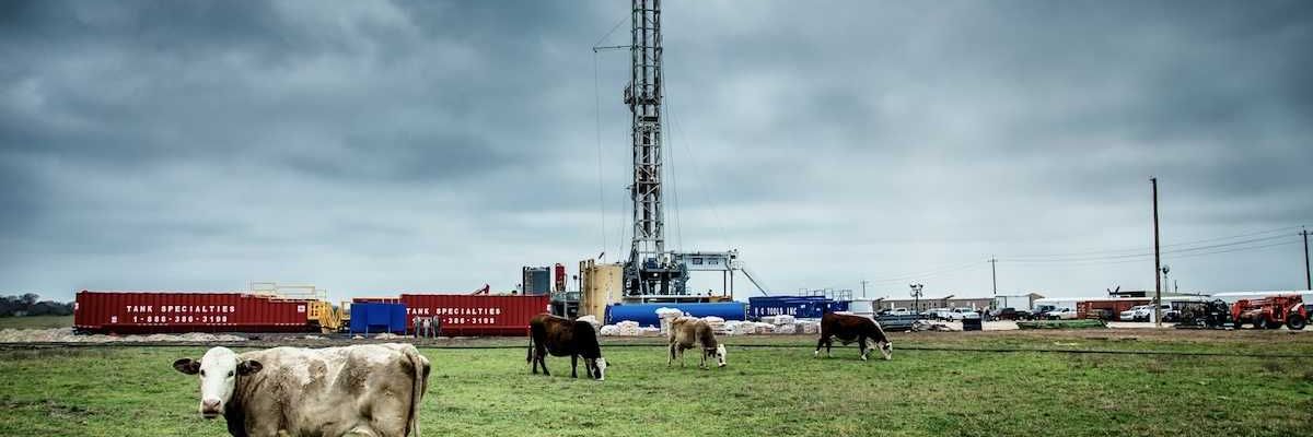 Cattle grazing in front of a fracking well