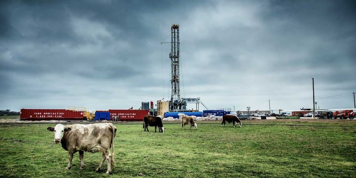 Cattle grazing in front of a fracking well