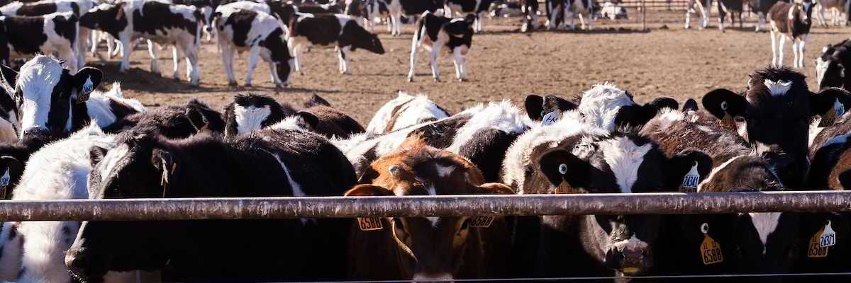 Cattle in an outdoor feedlot