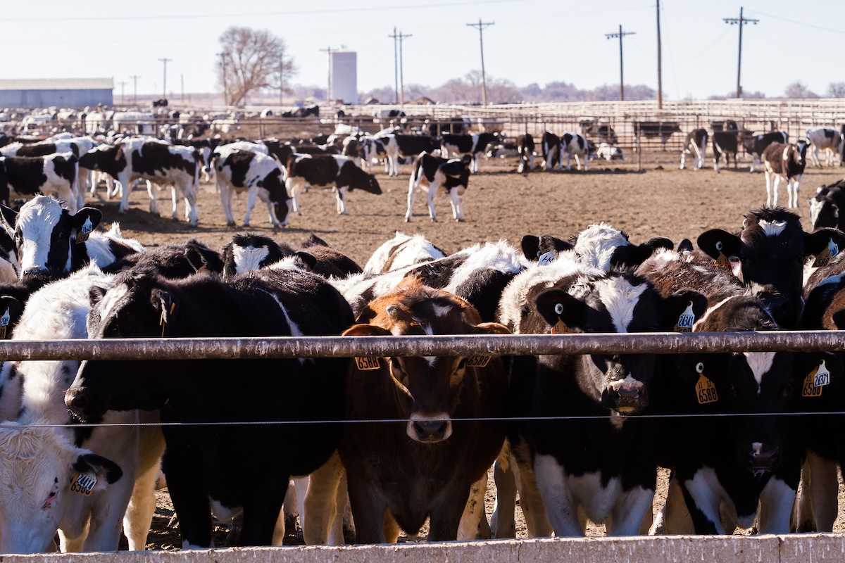 Cattle in an outdoor feedlot