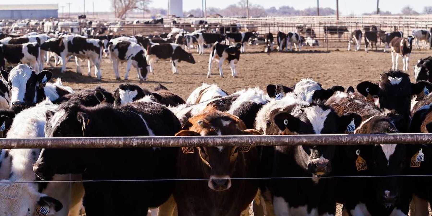Cattle in an outdoor feedlot