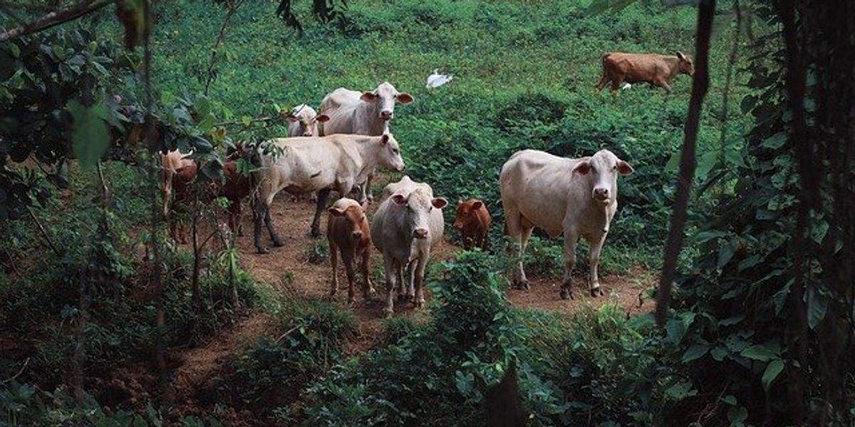 Cattle roaming in a forest and pasture