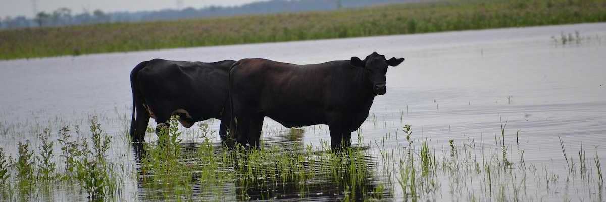 Cattle share the marsh with alligators in Seminole Ranch Wildlife Management Area near Christmas, Florida