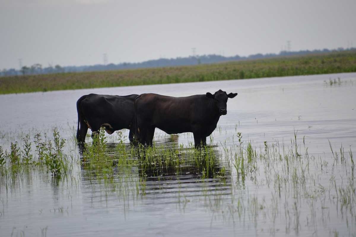Cattle share the marsh with alligators in Seminole Ranch Wildlife Management Area near Christmas, Florida