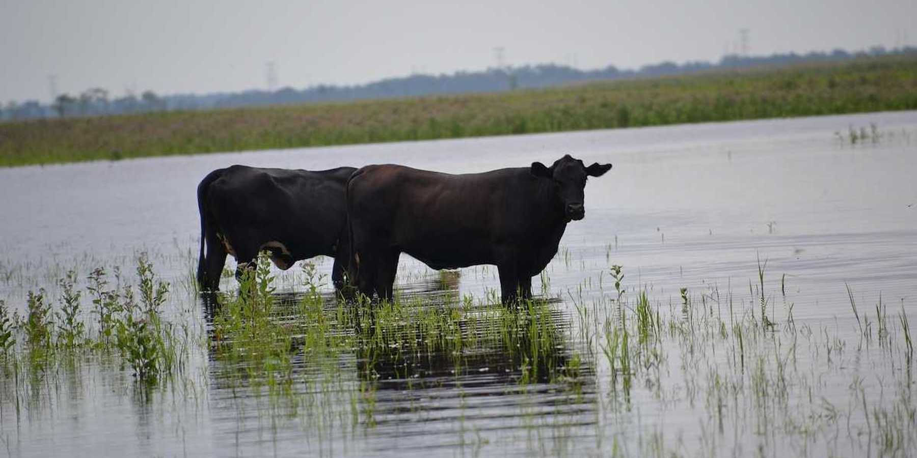 Cattle share the marsh with alligators in Seminole Ranch Wildlife Management Area near Christmas, Florida