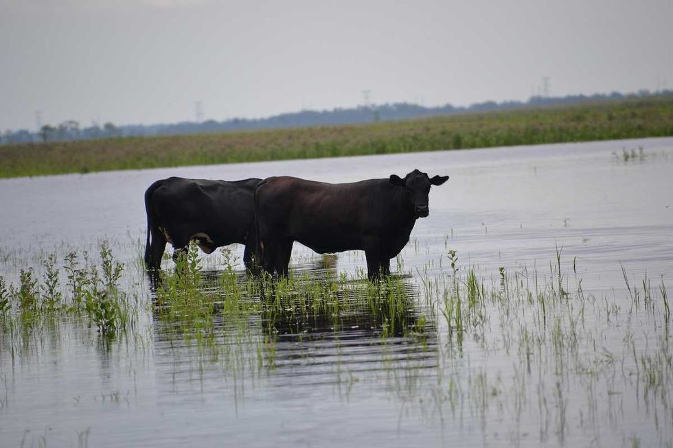Opinion: Secretive push to build new Florida slaughterhouse endangers Lake Okeechobee