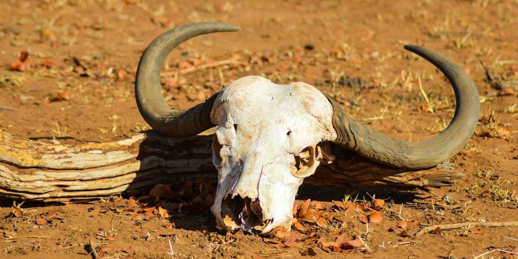 Cattle skull sitting on dry earth indicative of severe drought and livestock death
