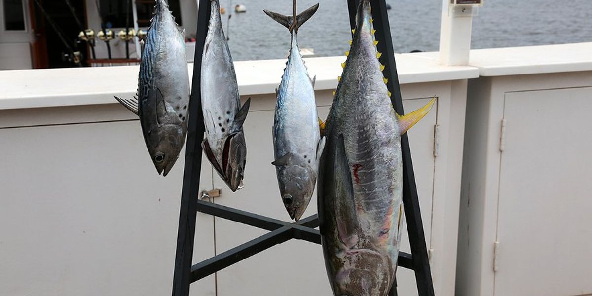 Caught tuna of various sizes hanging on a boat.