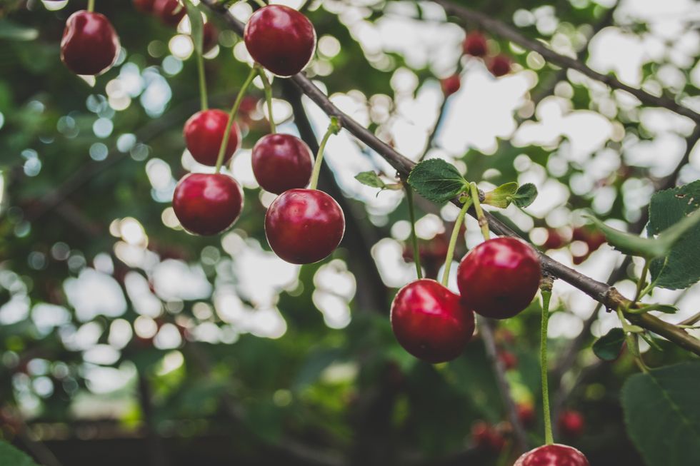 Oregon cherry growers seek assistance from governor