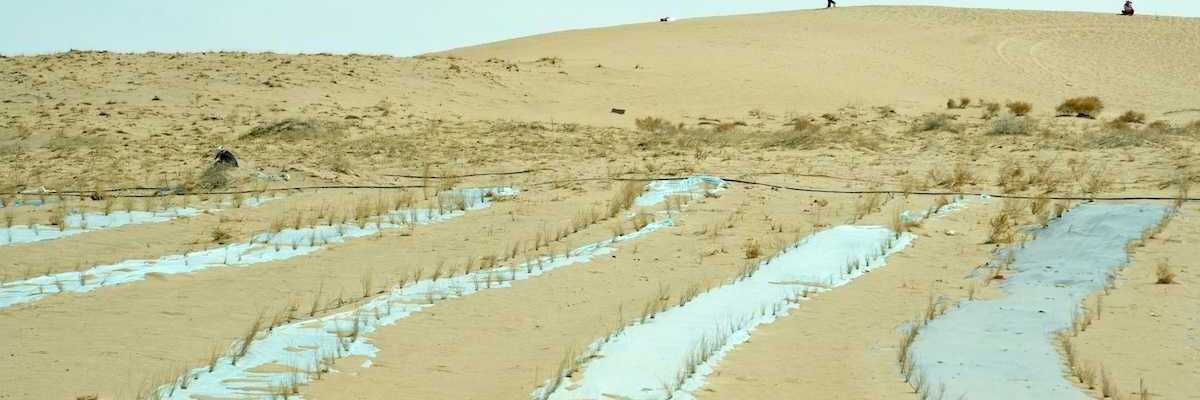 Chinese forest replenishment in progress meant to reverse desertification, China, Gansu, Wuwei.