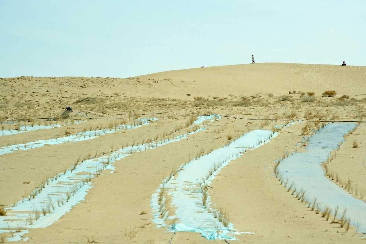 China fights spread of deserts with 'straw checkerboards'