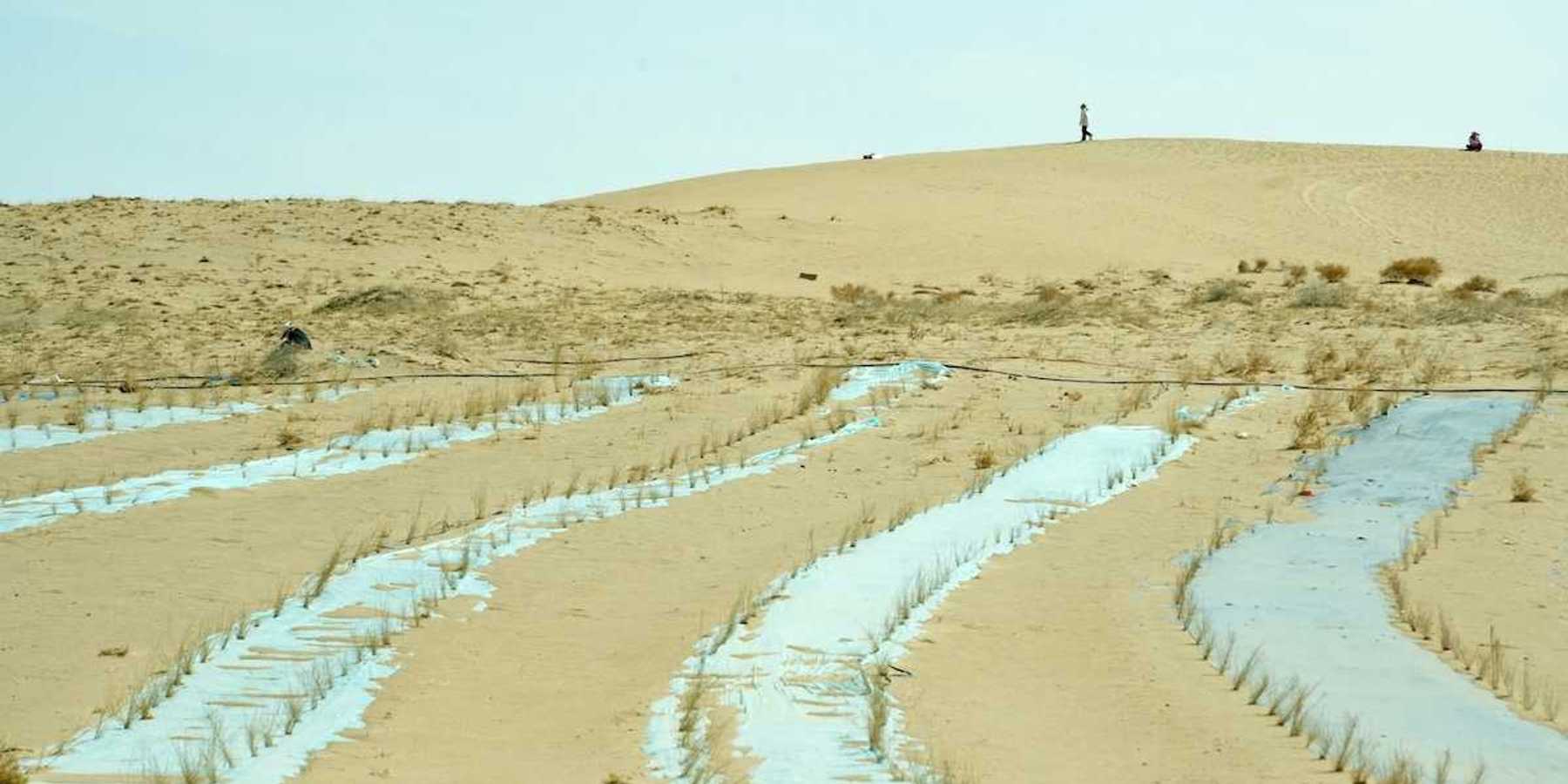 Chinese forest replenishment in progress meant to reverse desertification, China, Gansu, Wuwei.