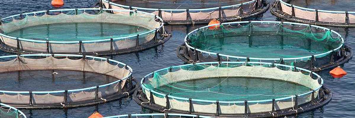 Circular fish holding tanks in the ocean