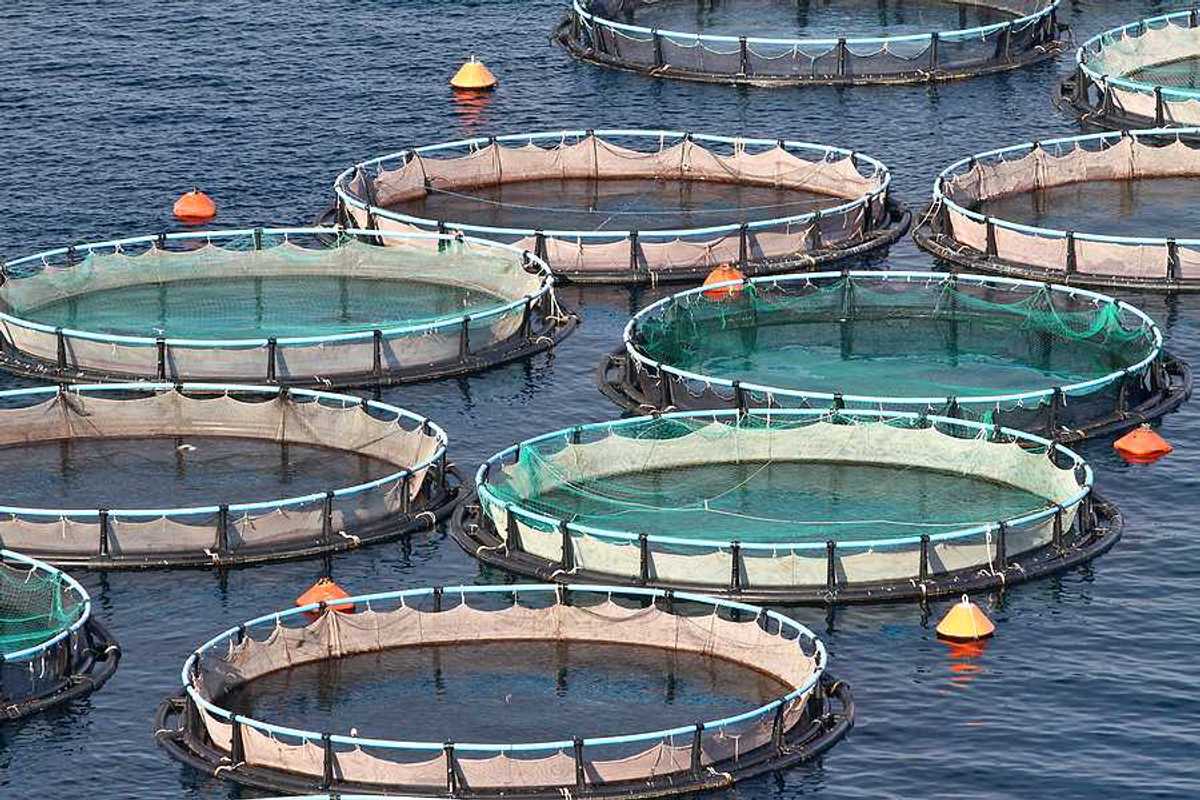 Circular fish holding tanks in the ocean