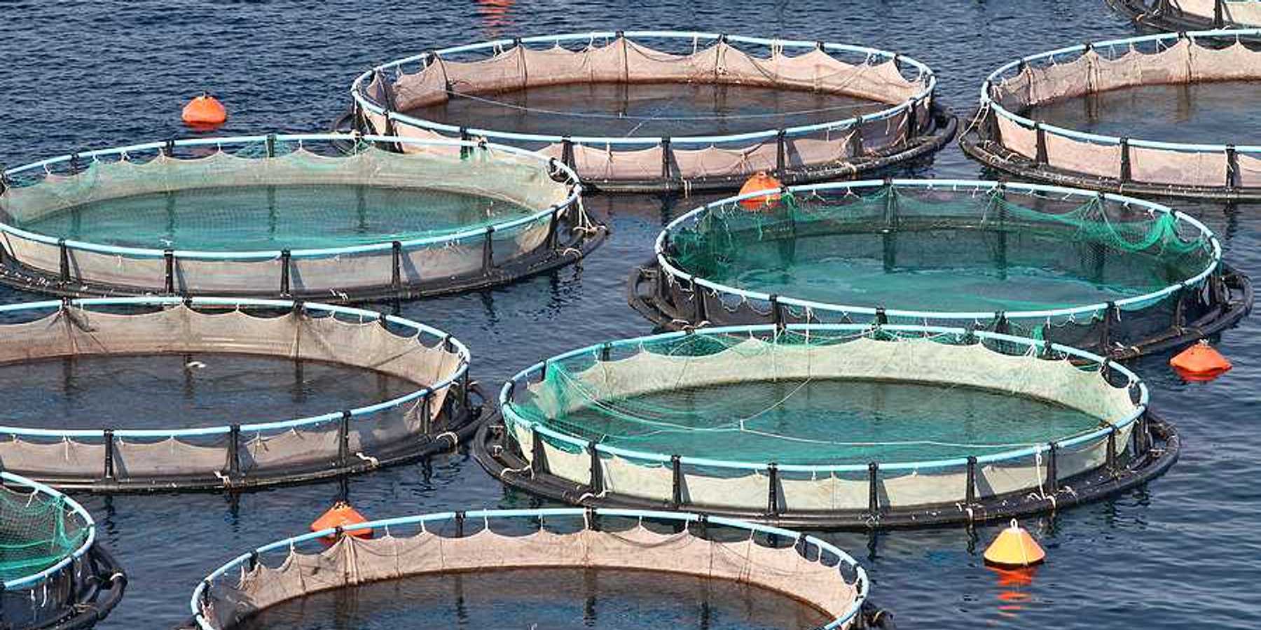 Circular fish holding tanks in the ocean