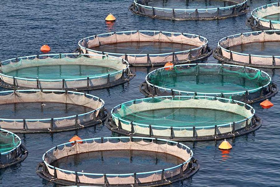 Aquaculture's climate fix is growing right next to the fish