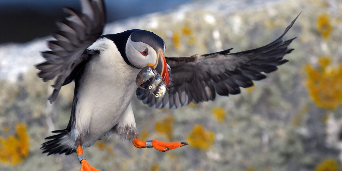 climate change biodiversity