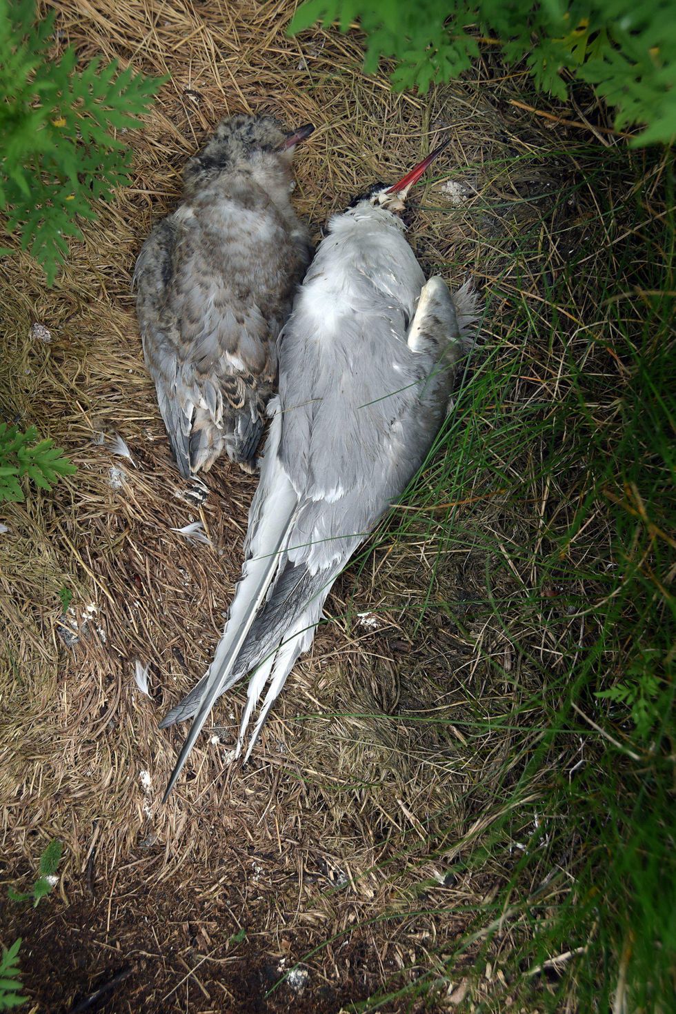 climate change ocean