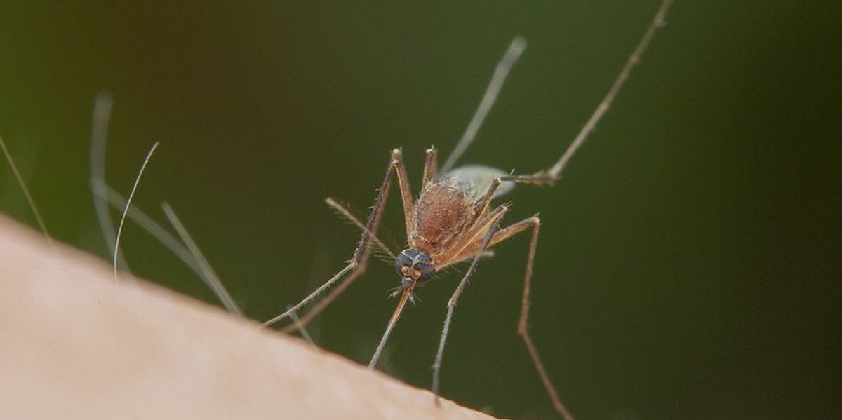 climate-driven malaria