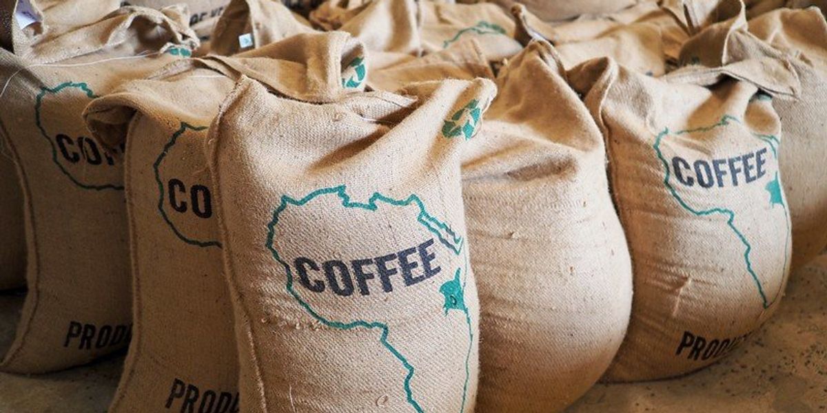 climate-resistant coffee