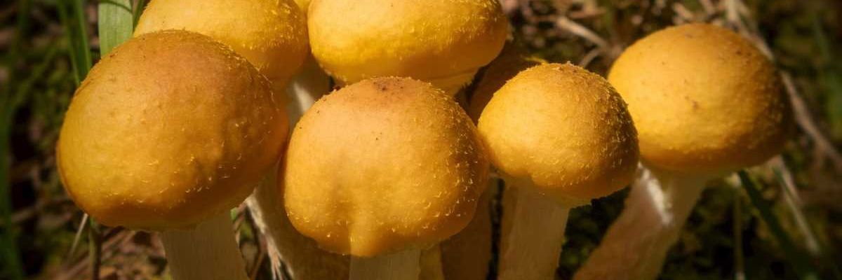 closeup of mushrooms