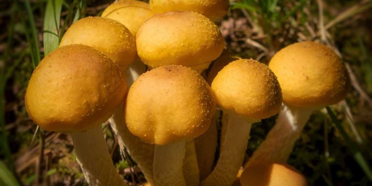 closeup of mushrooms