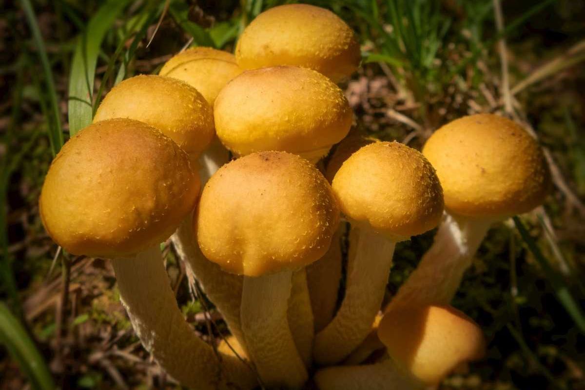 closeup of mushrooms