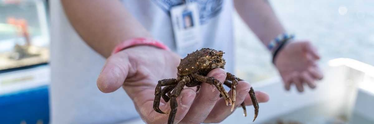 Common Spider Crab (Libinia emarginata) during Woods Hole science lesson.