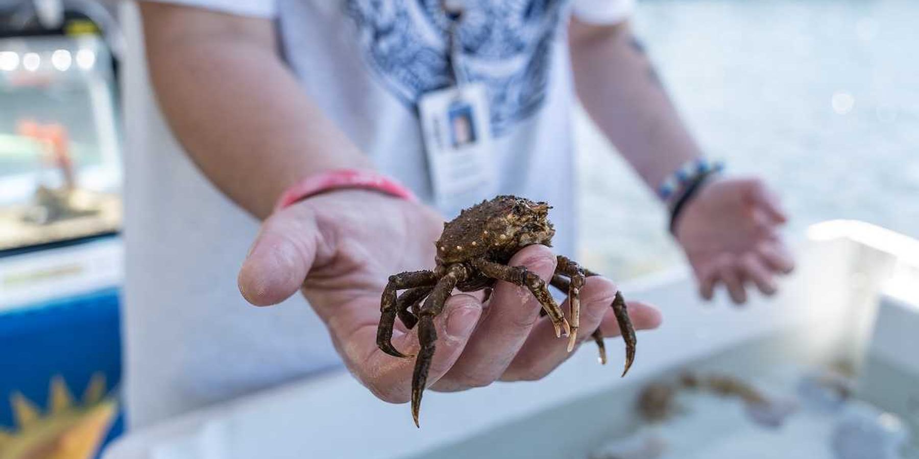 Common Spider Crab (Libinia emarginata) during Woods Hole science lesson.