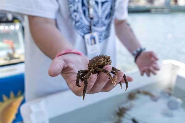 Common Spider Crab (Libinia emarginata) during Woods Hole science lesson.