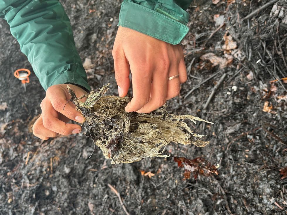 compost bioplastic