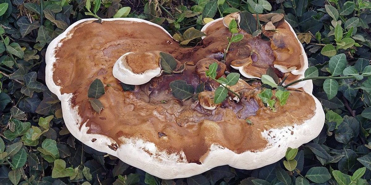 compostable mushroom leather