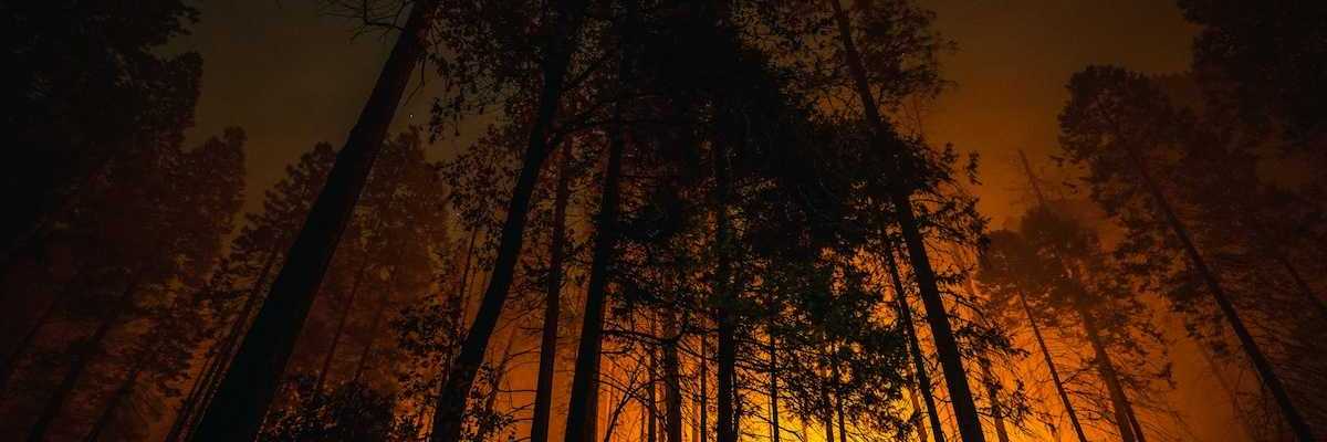 Coniferous forest backlit by advancing wildfire