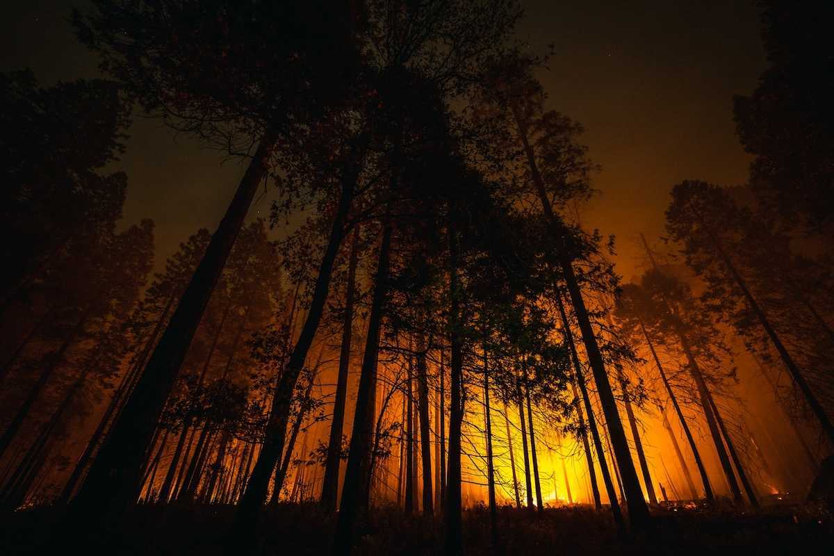 Coniferous forest backlit by advancing wildfire