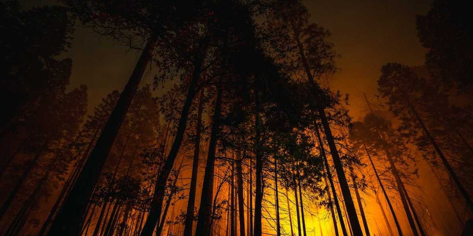 Coniferous forest backlit by advancing wildfire