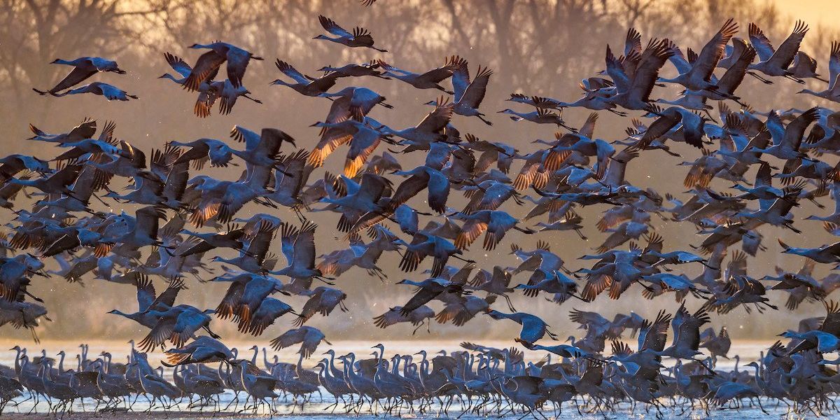 Controlled burns encourage biodiversity