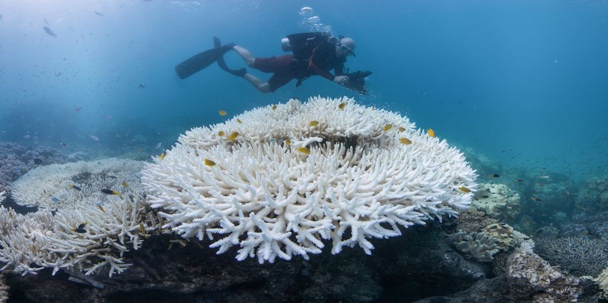 Coral bleaching ocean warming