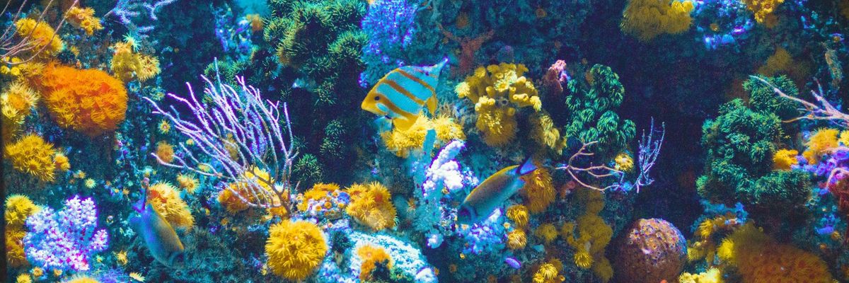 Coral reef and associated marine life