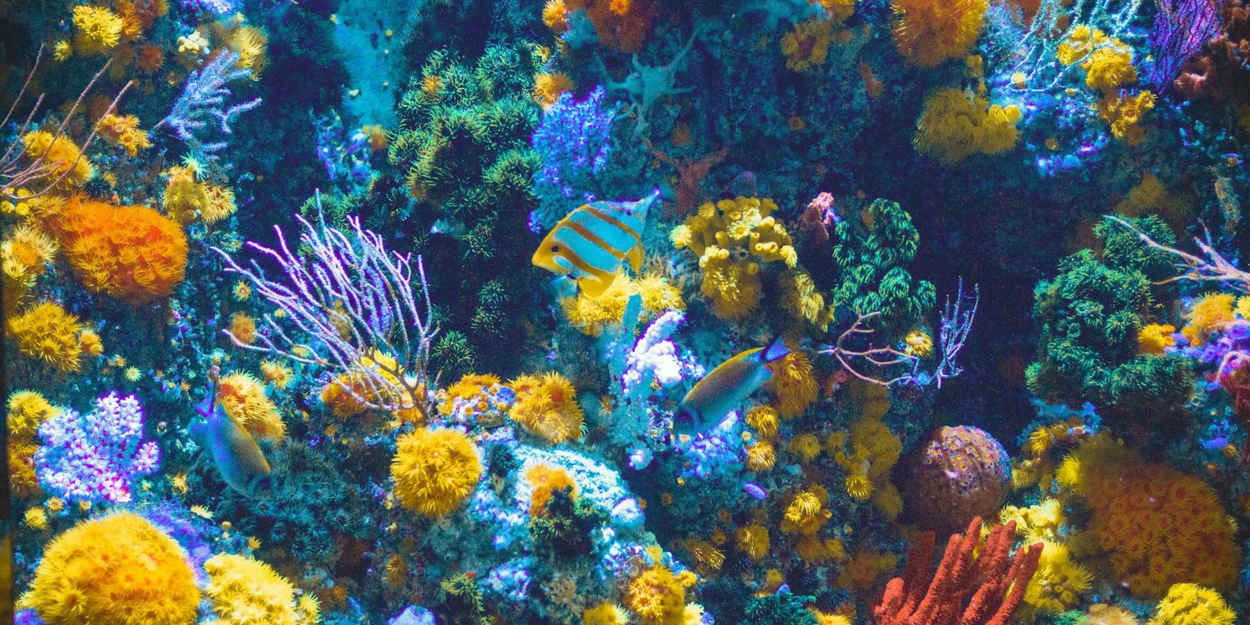 Coral reef and associated marine life