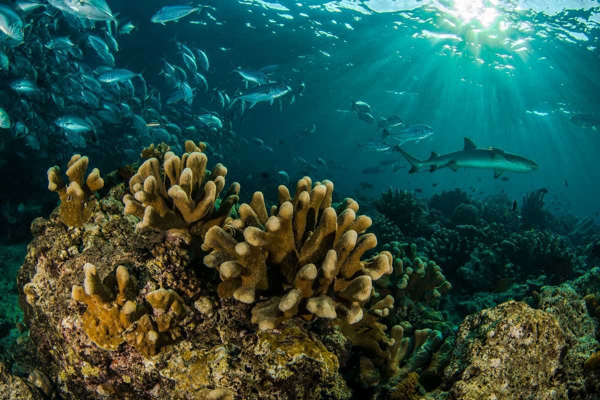 Coral reef in the Sipadamn Islands of Malaysia